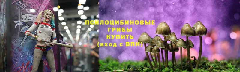 Галлюциногенные грибы Psilocybine cubensis  Гаврилов-Ям 